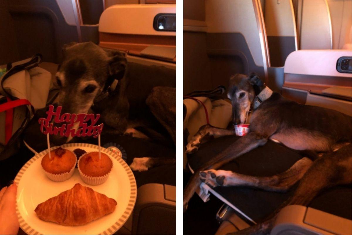 Cachorro viaja de classe executiva no avião
