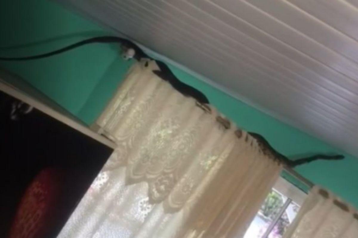 Cobra é encontrada dentro de casa