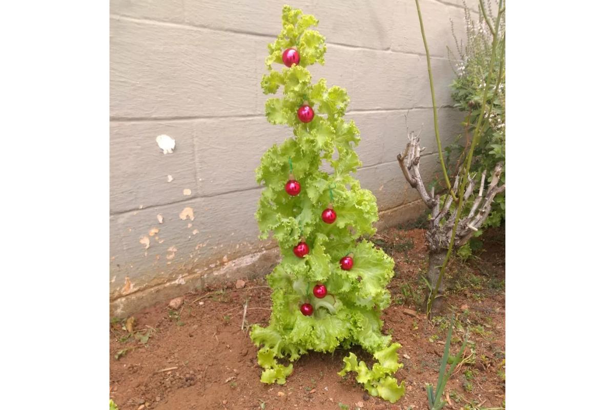 A "árvore de Natal" de Davi Simões