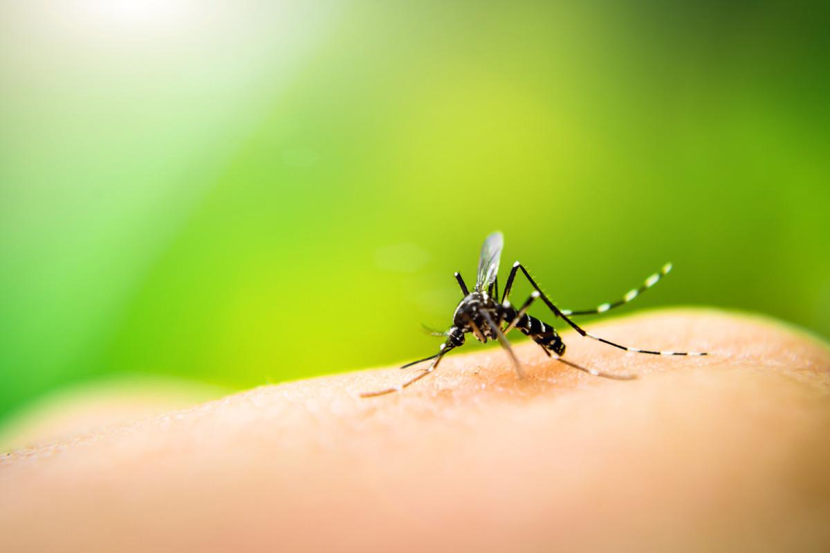 Dengue: Brasil registra em 4 meses quase o mesmo número de casos da doença que todo o ano de 2021