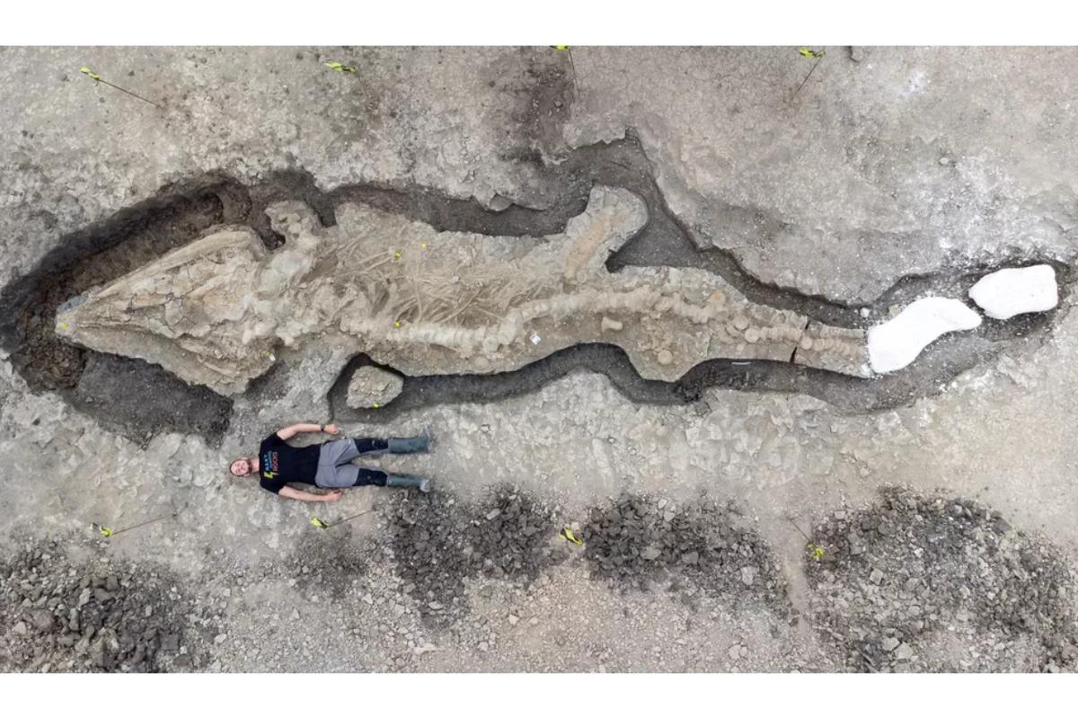 O fóssil encontrado pertence à ordem dos Ictiossauros 