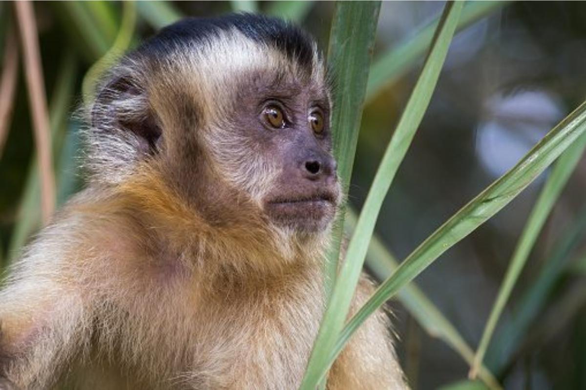 Bebê de 1 mês morre após ser sequestrado por grupo de macacos