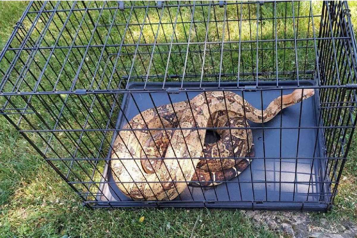 Cobra de mais de 2 metros aparece em quintal de casa em Nova Iorque