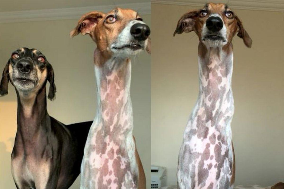 Cachorro com pescoço de girafa é adotado