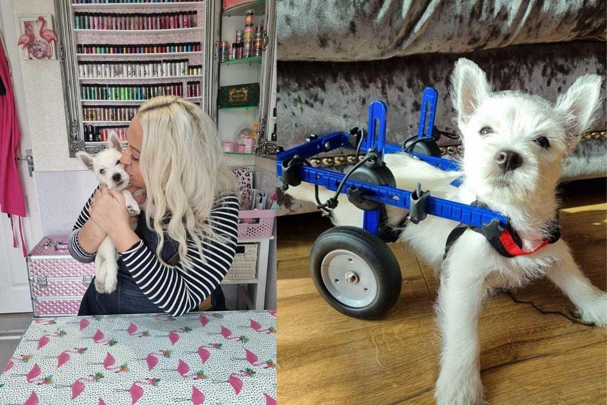 A cachorra ganhou uma cadeira de rodas personalizada