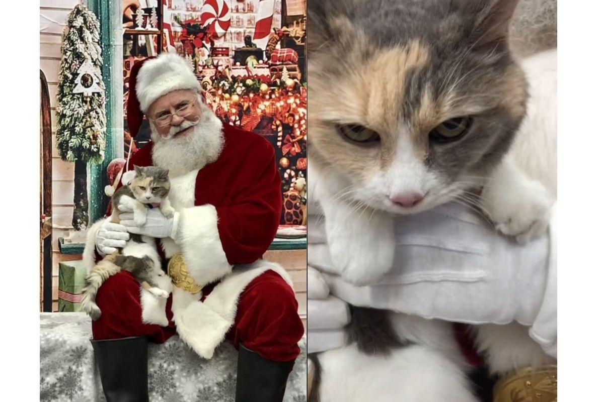A gata ficou apaixonada pelo Papai Noel mesmo parecendo mal-humorada